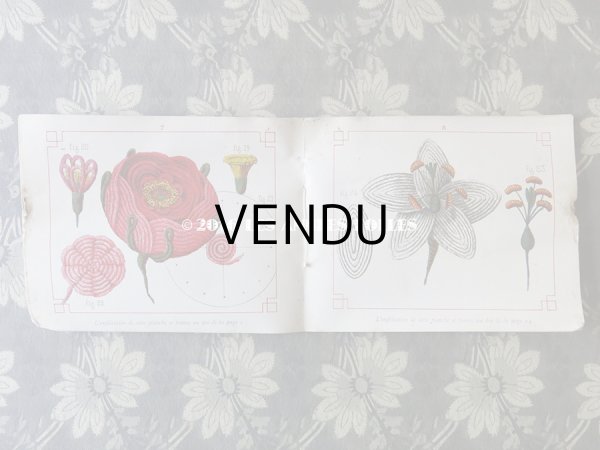 画像6: 19世紀末 アンティーク 毛糸で作る花のモチーフ 図案帳 MODELES DE FLEURS EN LAINE AVEC EXPLICATIONS DE A.ROUYER, EDITEUR, PARIS (6)