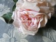 画像2: 1900年代 アンティーク  薔薇のコサージュ (2)