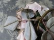 画像5: 1900年代 アンティーク  薔薇のコサージュ (5)