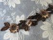 画像3: 19世紀 アンティーク ナポレオン3世時代  シルク製 モチーフ　花＆リーフ ブラウン＆シナモン (3)