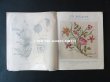 画像13: 1920年代 アンティーク 刺繍とレースの本 BRODERIE & DENTELLE LECONS PRATIQUES 2e EDITION PAR COUSINE CLAIRE - FRANCOIS TEDESCO, EDITEUR PARIS- (13)