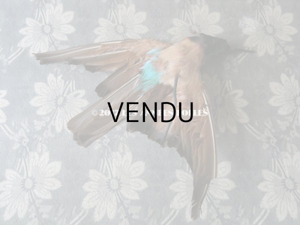 画像3: 1900年代 アンティーク  帽子飾り 鳥の剥製 (3)