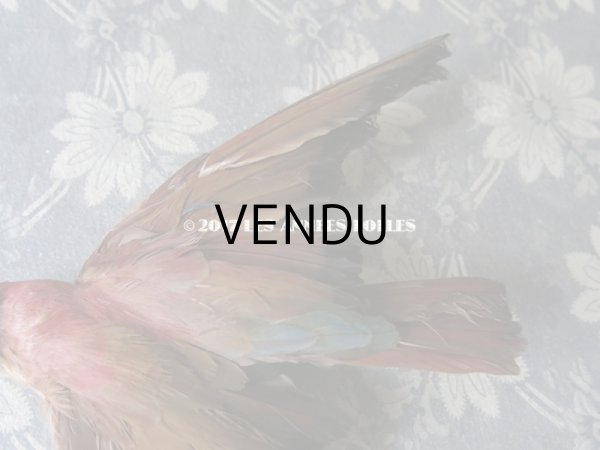 画像5: 1900年代 アンティーク  帽子飾り 鳥の剥製 (5)