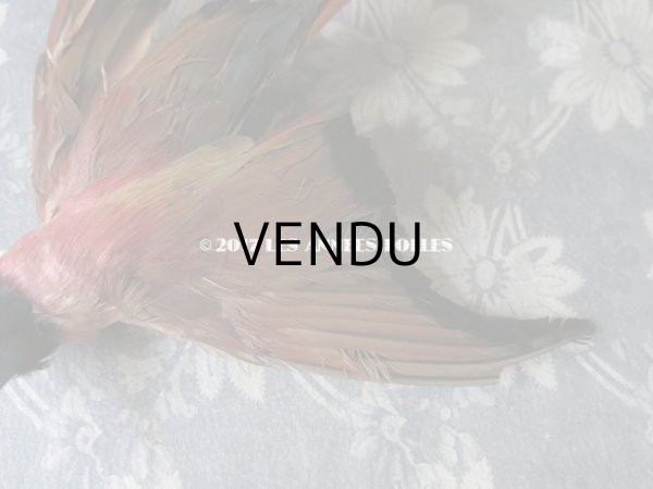 画像6: 1900年代 アンティーク  帽子飾り 鳥の剥製 (6)