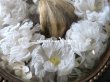 画像9: 19世紀 アンティーク ルリケール　聖遺物のガラスフレーム  白い布花  (9)