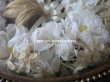 画像6: 19世紀 アンティーク ルリケール　聖遺物のガラスフレーム  白い布花  (6)