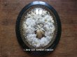画像1: 19世紀 アンティーク ルリケール　聖遺物のガラスフレーム  白い布花  (1)