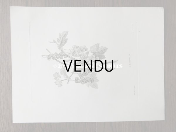 画像2: 19世紀 アンティーク 版画 植物画　すぐりの実　GROSEILLES (2)