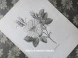 画像1: 19世紀 アンティーク 版画 植物画　白薔薇　ROSE BLANCHE (1)