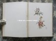 画像8: 19世紀　アンティーク 本 セラミック用 図案集 ロココ調の花模様 ルイ15世スタイル (8)