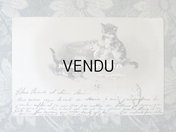 画像2: 1904年代 アンティーク ポストカード 猫の親子 (2)