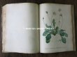 画像8: 1805年 初版 薔薇の画家 ルドゥテの植物画 65枚【 ジャン=ジャック・ルソーの植物学 】 BOTANIQUE DE J.J.ROUSSEAU (8)