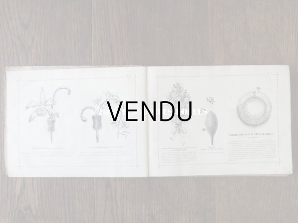 画像6: 1900年代 アンティーク 花屋 フルリストのアルバム ALBUM DU FLEURIST (6)