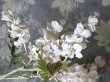 画像8: 19世紀末 アンティーク  オフホワイトの花のコサージュ　布花 (8)