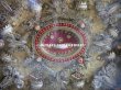 画像12: 19世紀 アンティーク ルリケール ペーパーロール 聖遺物のガラスフレーム  聖人の遺品 (12)