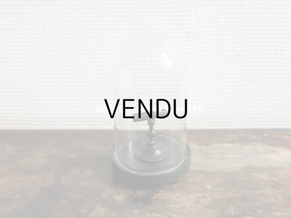 画像4:  アンティーク ナポレオン3世 鳥の剥製の小さなスタンド (4)
