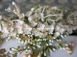 画像10: アンティーク 白い花＆ワックスフラワーの花冠 ヘッドリース ウェディング 結婚式 ティアラ (10)