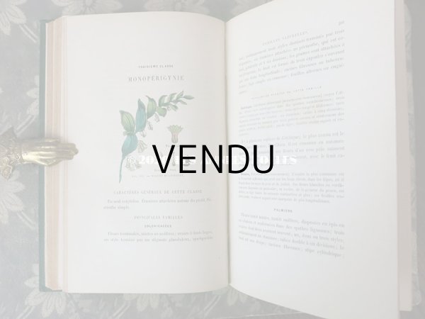 画像15: 1865年  【 デモワゼルのための植物学概論 】 L'HERBIER DES DEMOISELLES TRAITÉ COMPLET DE LA BOTANIQUE (15)