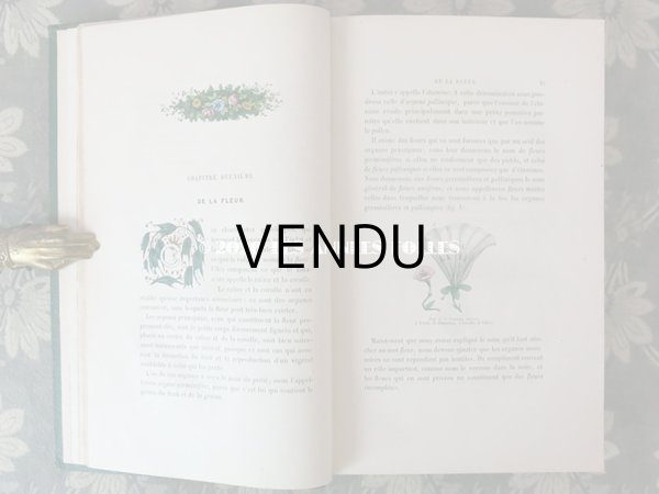 画像8: 1865年  【 デモワゼルのための植物学概論 】 L'HERBIER DES DEMOISELLES TRAITÉ COMPLET DE LA BOTANIQUE (8)