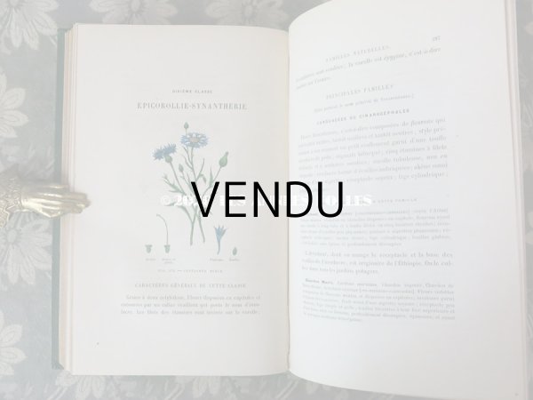 画像17: 1865年  【 デモワゼルのための植物学概論 】 L'HERBIER DES DEMOISELLES TRAITÉ COMPLET DE LA BOTANIQUE (17)