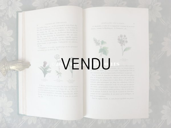 画像10: 1865年  【 デモワゼルのための植物学概論 】 L'HERBIER DES DEMOISELLES TRAITÉ COMPLET DE LA BOTANIQUE (10)