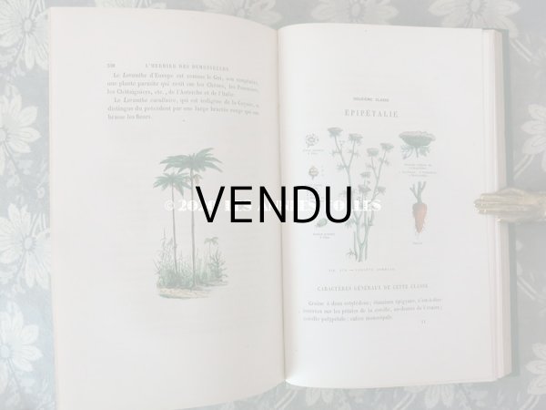 画像18: 1865年  【 デモワゼルのための植物学概論 】 L'HERBIER DES DEMOISELLES TRAITÉ COMPLET DE LA BOTANIQUE (18)