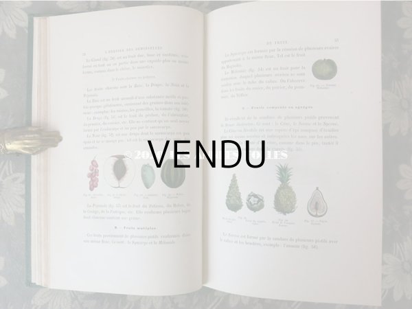 画像12: 1865年  【 デモワゼルのための植物学概論 】 L'HERBIER DES DEMOISELLES TRAITÉ COMPLET DE LA BOTANIQUE (12)