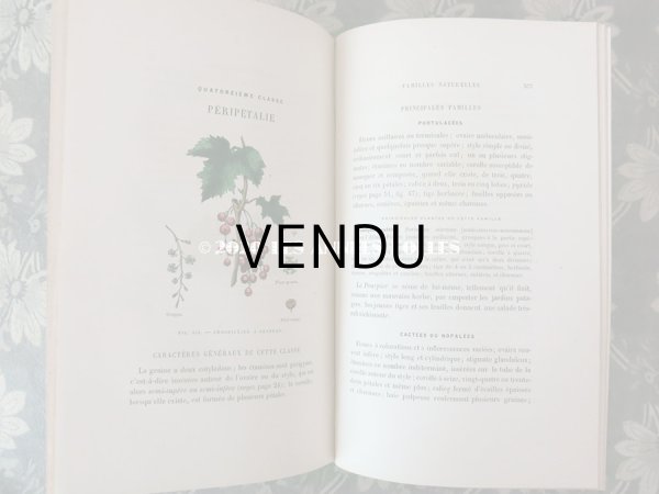 画像19: 1865年  【 デモワゼルのための植物学概論 】 L'HERBIER DES DEMOISELLES TRAITÉ COMPLET DE LA BOTANIQUE (19)