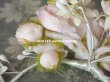 画像8: アンティーク 淡いピンクの薔薇＆ワックスフラワーの花冠 ティアラ  (8)