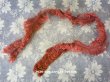 画像1: 未使用 ラベル付 1900年代 アンティーク  フェザー レンガ色 羽飾り 約70cm 幅5cm (1)