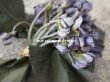 画像4: 1900年代 アンティーク 菫のブーケの布花 コサージュ  44輪 (4)
