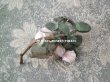 画像5: アンティーク ドールハット用 小さなコサージュ 薔薇の布花 (5)
