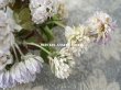 画像5: 1900年代 アンティーク  大きなシロツメクサの布花  (5)