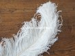 画像6: 【11周年セール対象外】 アンティーク フェザー オフホワイト 羽飾り  (6)