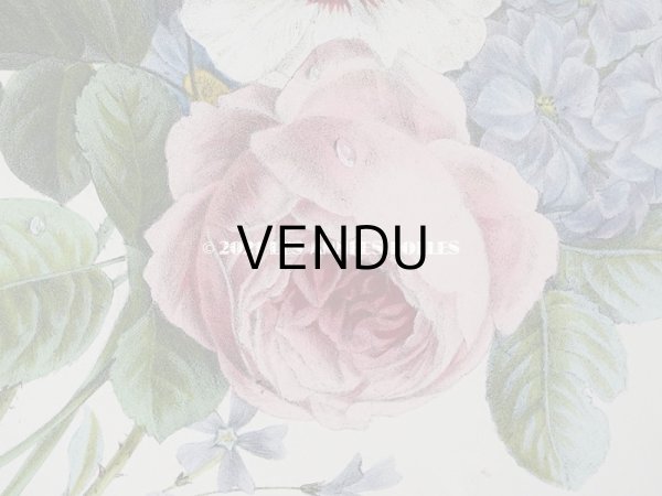 画像7: アンティーク 版画 植物画　薔薇　& ムクゲ　＆　デルフィニウム (7)