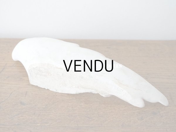 画像6: 1900年代 アンティーク 天使の羽 石膏のオーナメント  (6)