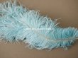 画像10: アンティーク 小さなフェザー 淡いブルー 羽飾り  (10)