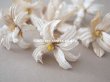 画像18: 19世紀 アンティーク 白い布花 ワックスフラワー (18)