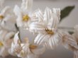 画像10: 19世紀 アンティーク 白い布花 ワックスフラワー (10)