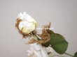 画像5: 19世紀 アンティーク 白薔薇の布花  (5)