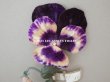 画像2: 1900年頃 未使用　アンティーク パンジーの布花 ラベル付 紫&深紫 (2)