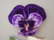 画像2: 1900年頃 未使用　アンティーク パンジーの布花 ラベル付 紫 (2)