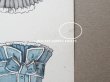 画像5: 19世紀末 アンティーク クロモシート 着せ替え人形 (5)