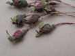 画像5: アンティーク 薔薇の蕾の布花 10ピースのセット (5)