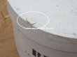 画像8: アンティーク ハットボックス - BERTEIL - (8)