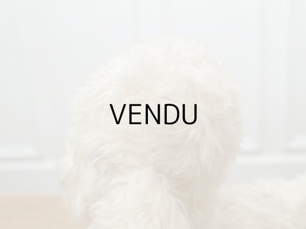 画像6: アンティーク 子羊のぬいぐるみ ブルーアイ (6)