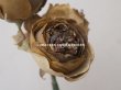 画像7: 未使用 ラベル付き アンティーク シルク製 薔薇の布花 カーキブラウン (7)