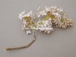 画像5: アンティーク ライラックの布花 パウダーピンク (5)