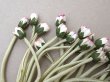 画像2: アンティーク デイジーの蕾の布花  (2)