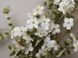 画像8: アンティーク 大きなブーケ オフホワイトの小さな布花 ラベル付き (8)